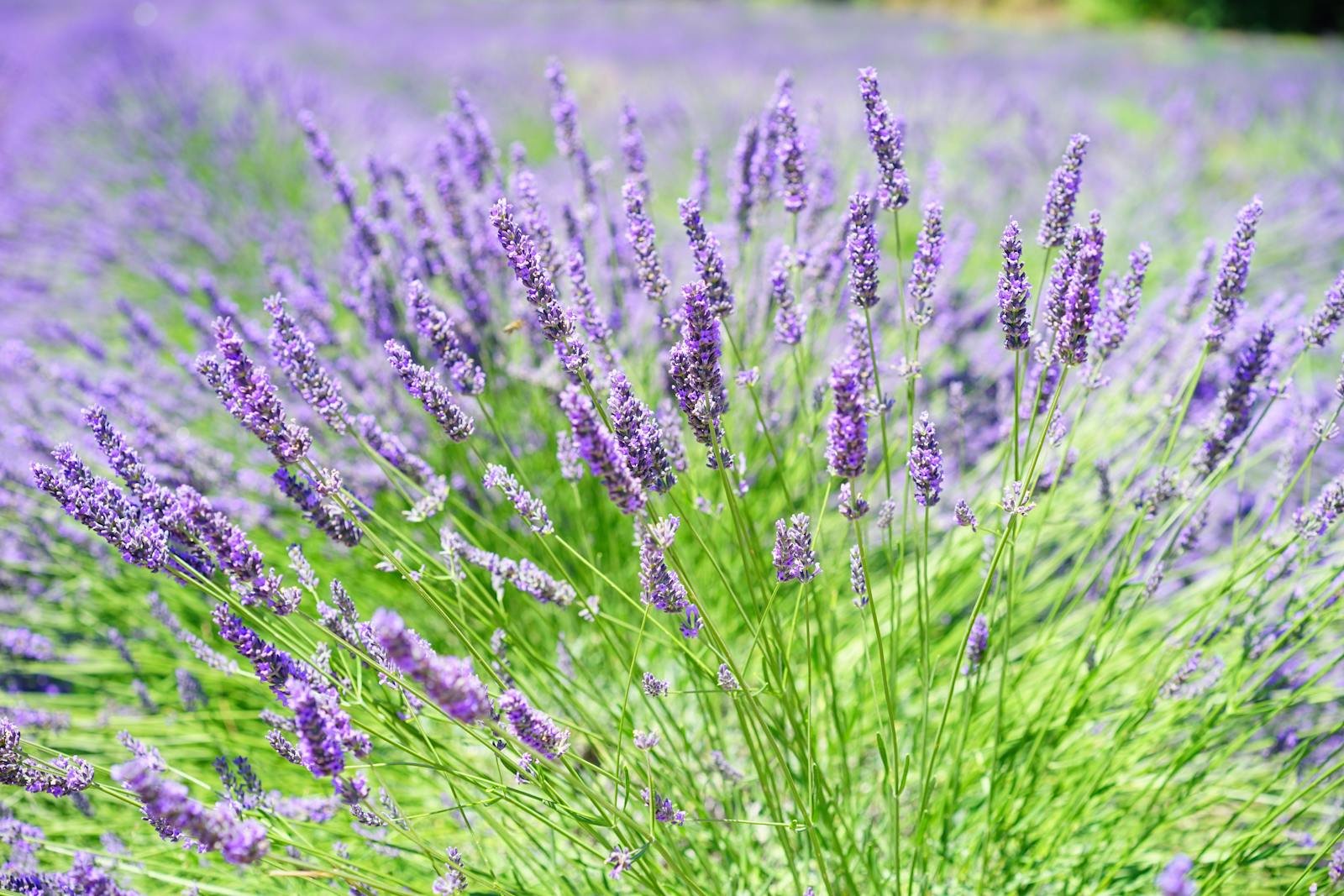 Stunning close-up of blooming lavender in a sunlit rural field, capturing its aromatic beauty.