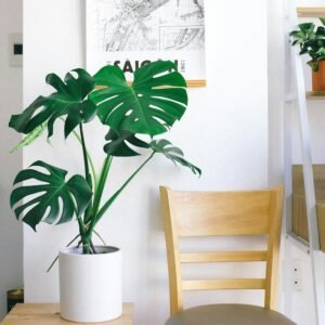 Monstera Deliciosa – Planta Tropical de Interior